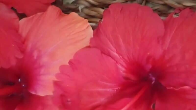 Hibiscus🌺 in Yogurt